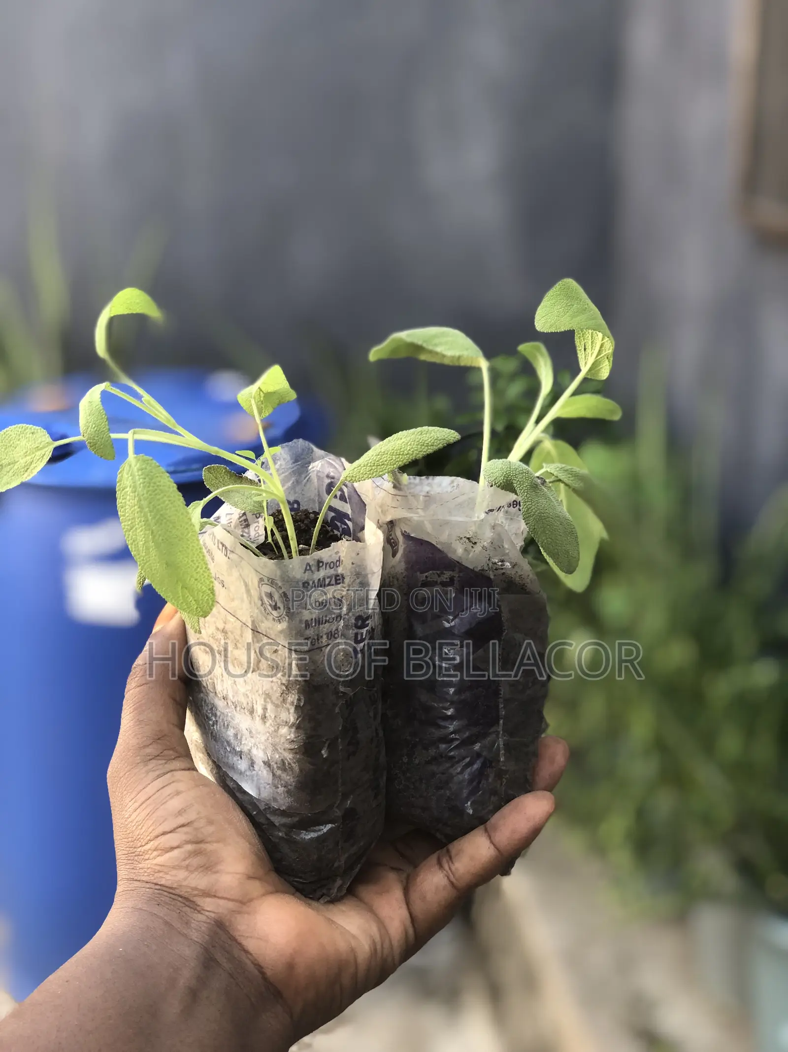 Lavender, Rosemary, Marigold, Thyme Plant
