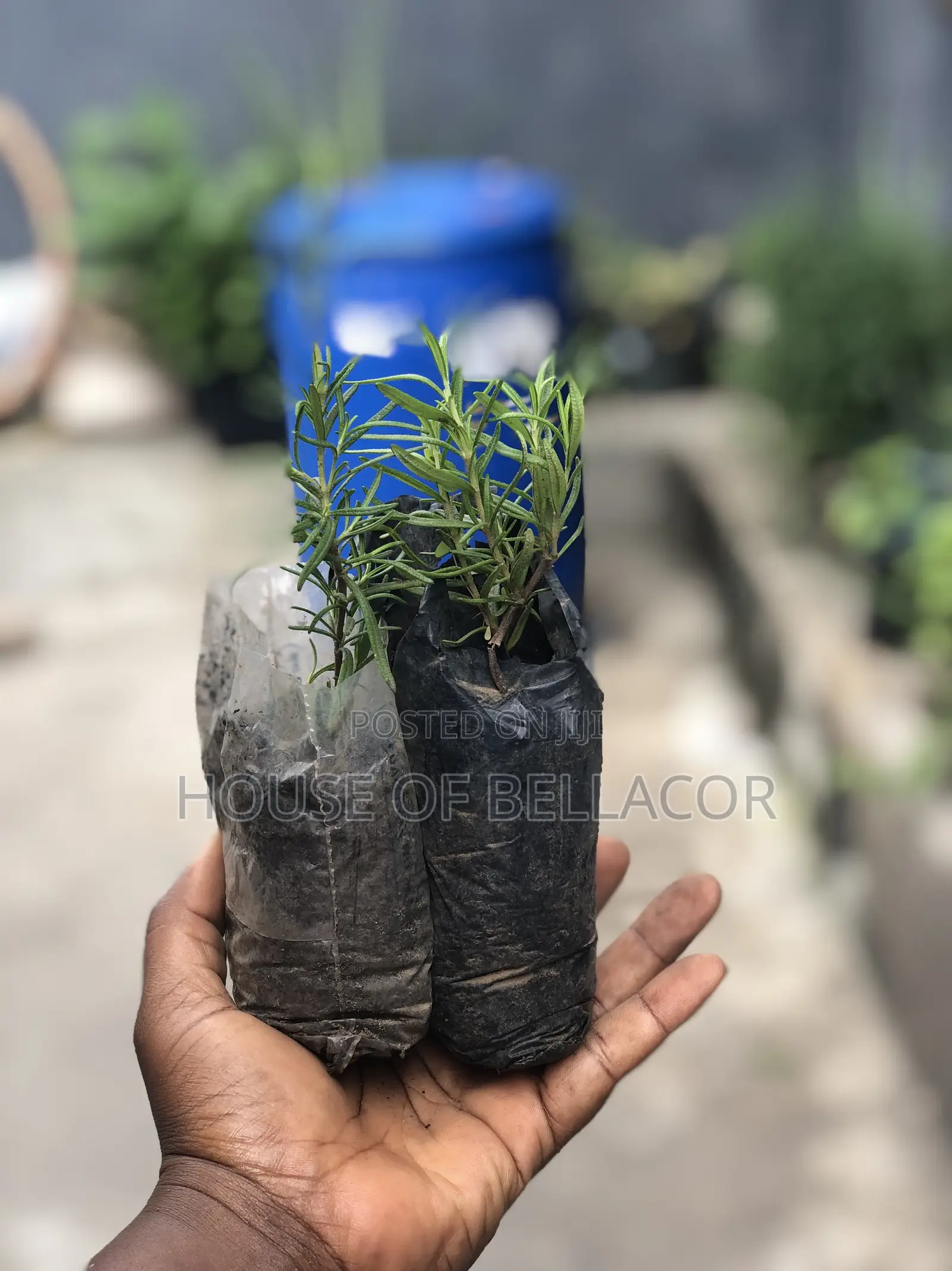 Lavender, Rosemary, Marigold, Thyme Plant