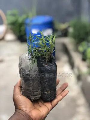 Lavender, Rosemary, Marigold, Thyme Plant