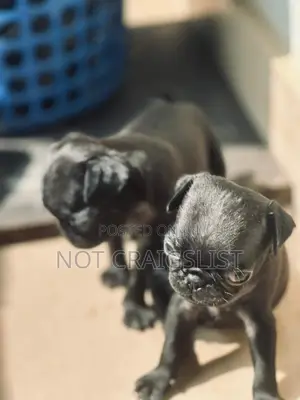 0-1 month Female Purebred Pug