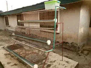 New Complete Automatic Battery Cage For 48 Adult Layers