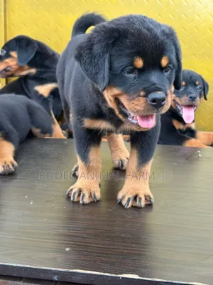 1-3 months Male Purebred Rottweiler