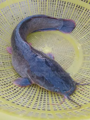 Cat Fishes