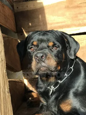 1+ year Male Purebred Rottweiler