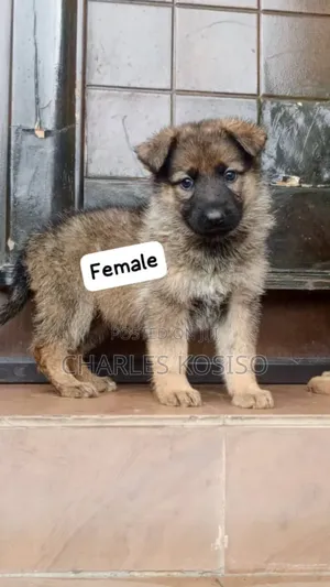 1-3 months Female Purebred German Shepherd