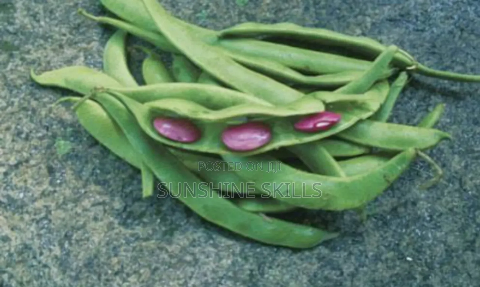 Runner or Green Beans Seeds