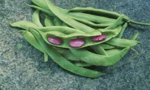 Runner or Green Beans Seeds