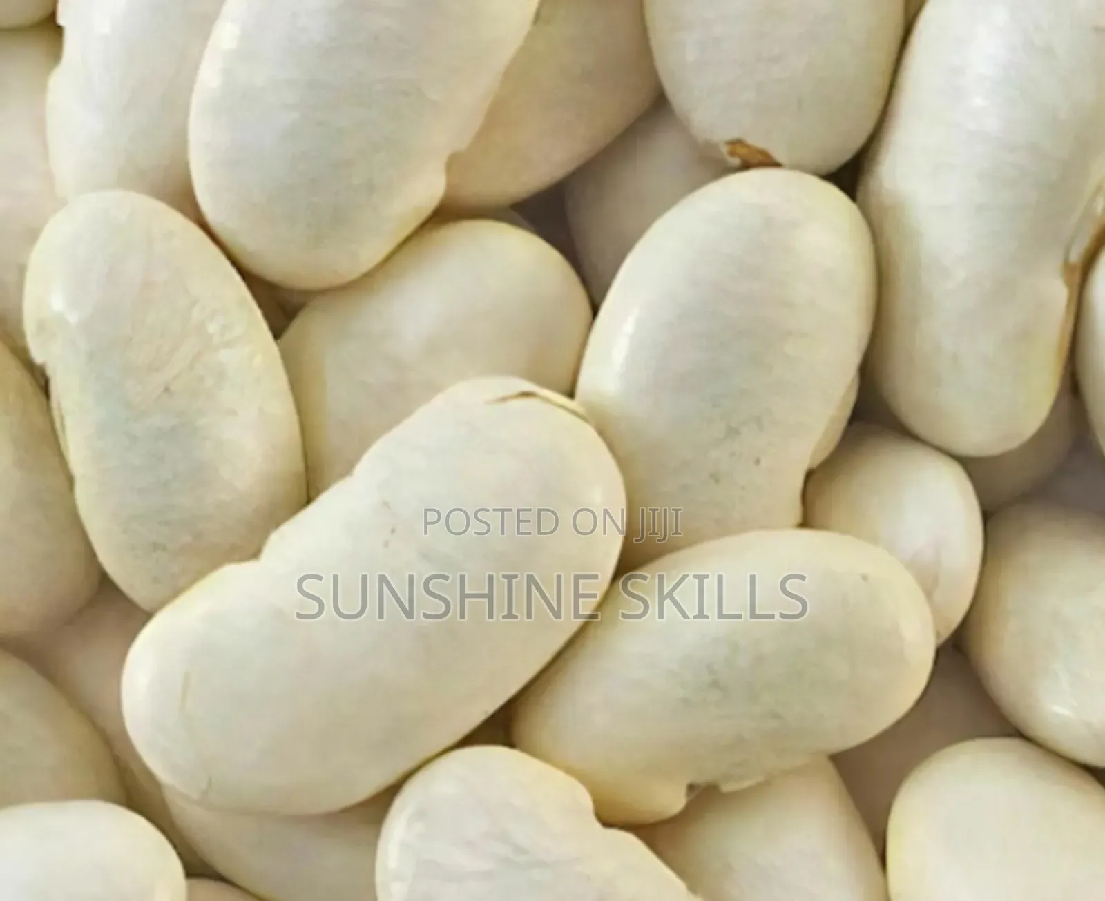 Runner or Green Beans Seeds
