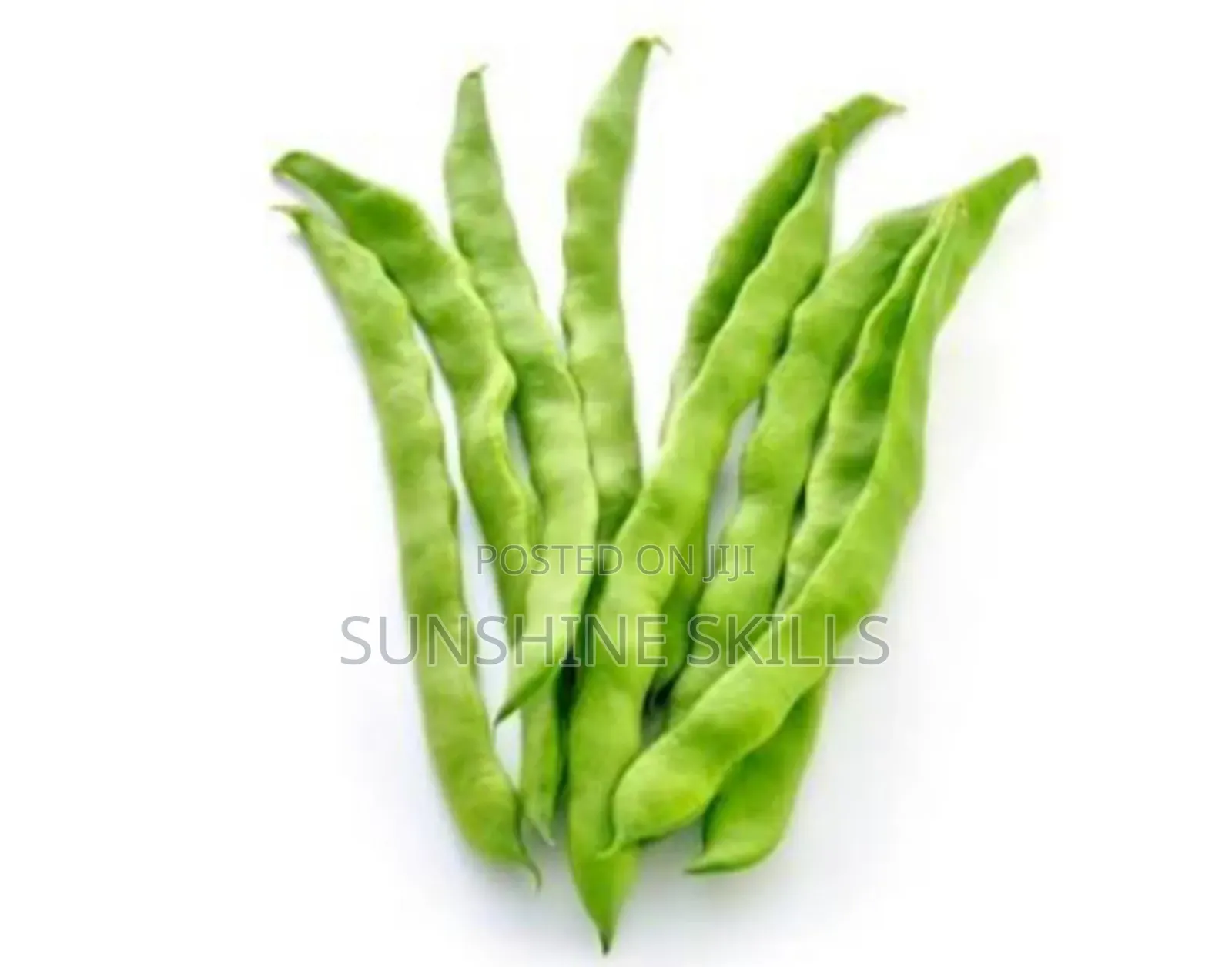 Runner or Green Beans Seeds