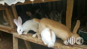 Rabbit (Matured Doe Buck)