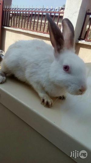 Rabbit (Matured Doe Buck)