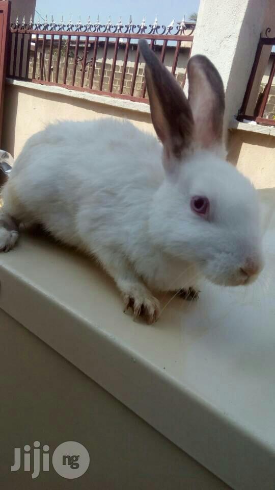 Rabbit (Matured Doe Buck)