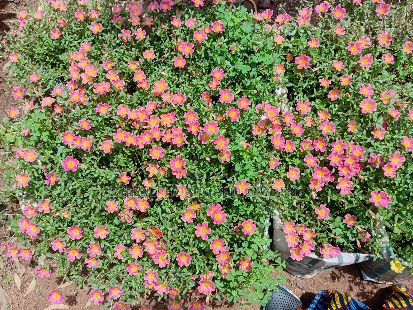 Portulaca Flowers