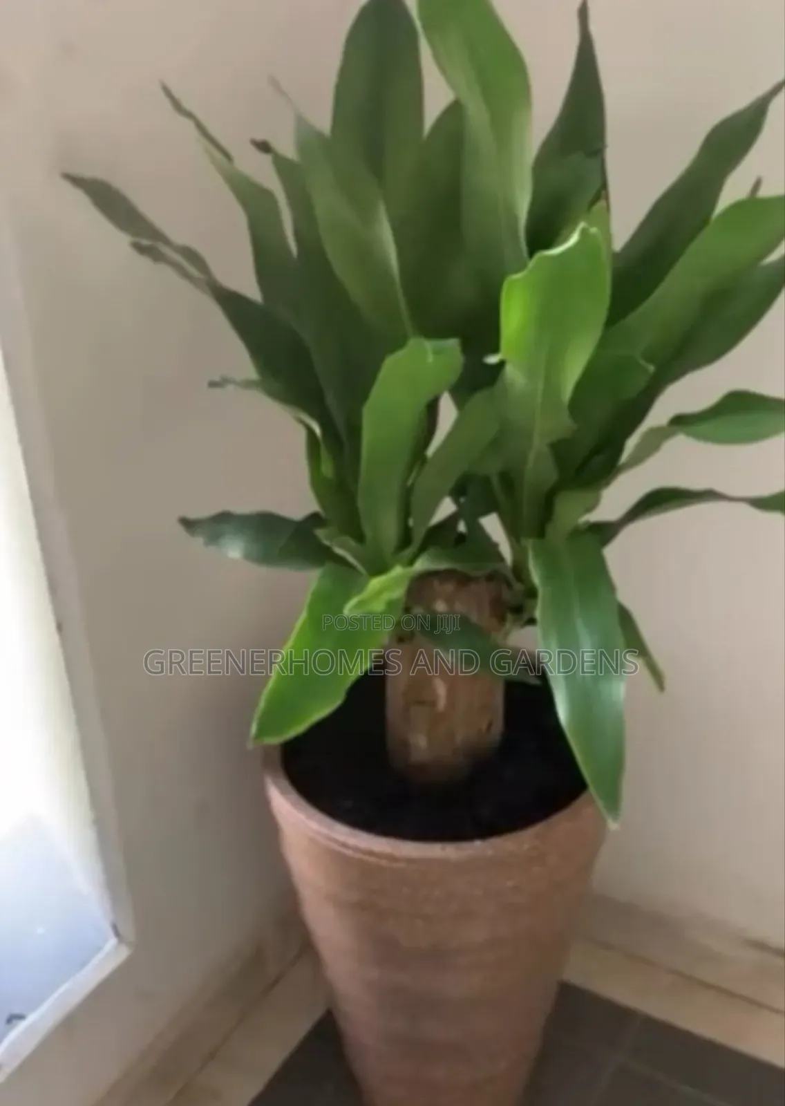 Indoor Plants