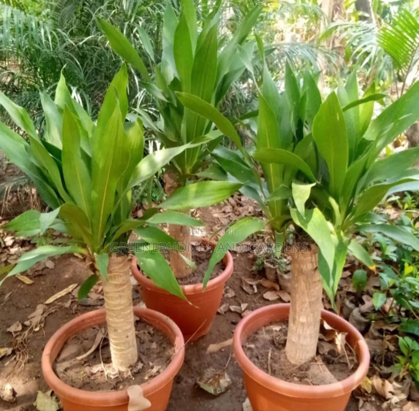 Indoor Plants
