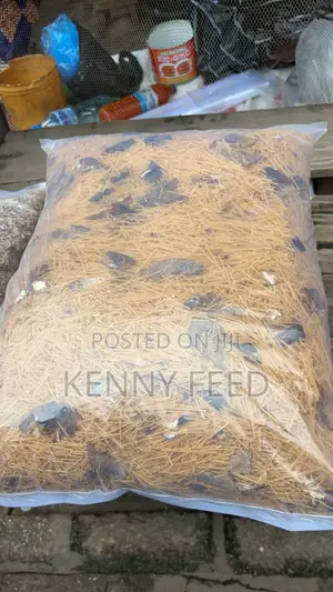 Dog Spaghetti
