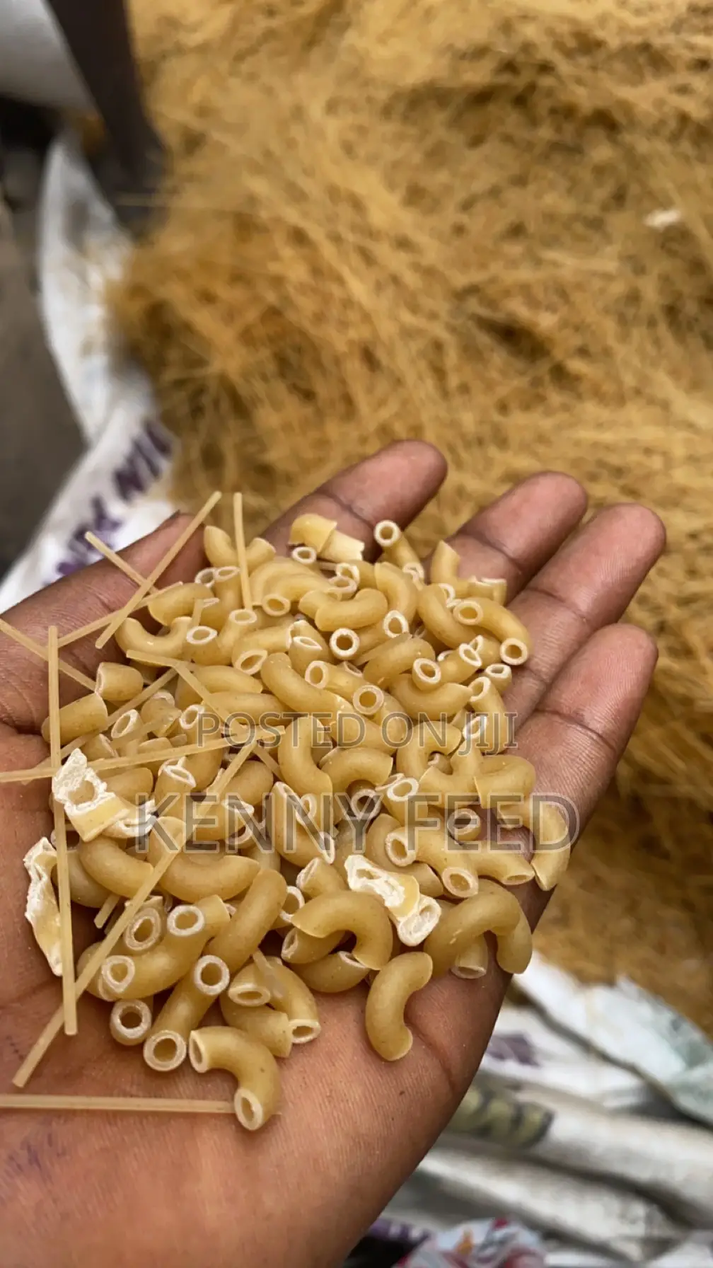 Dog Spaghetti