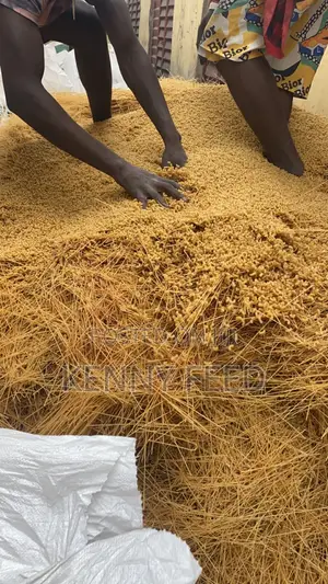 Dog Spaghetti