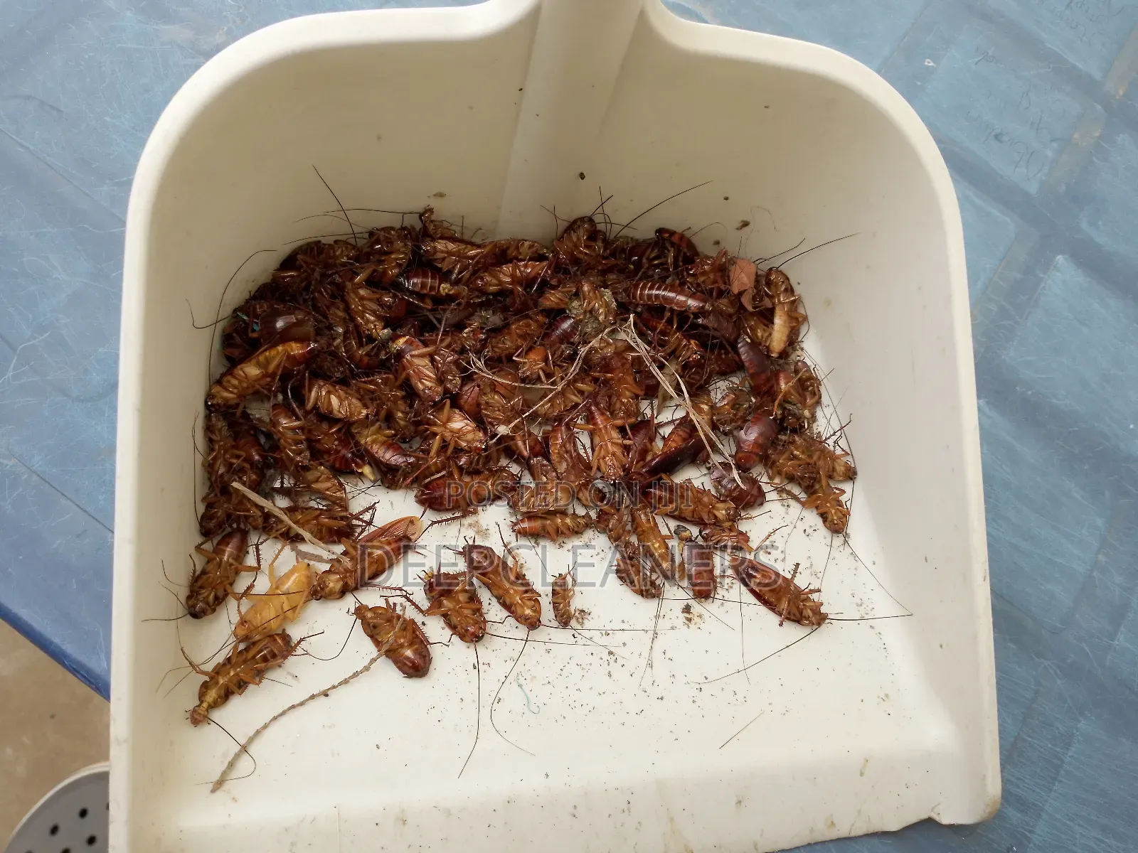 Fumigation With Instant Result