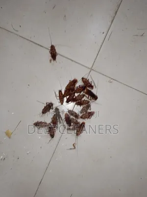 Fumigation With Instant Result