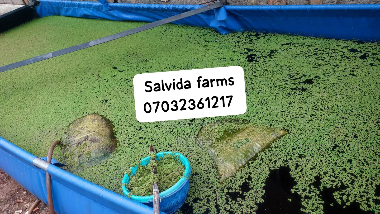Azolla Protein Substitute