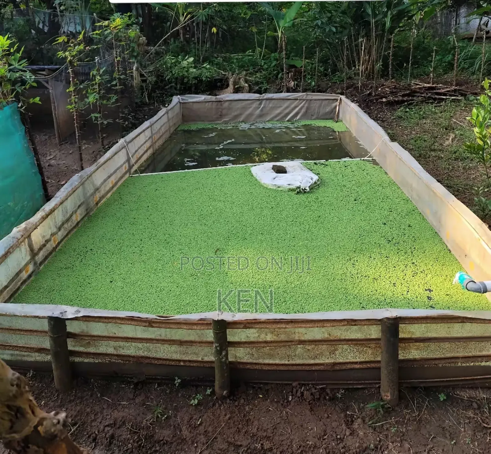 Azolla Protein Substitute