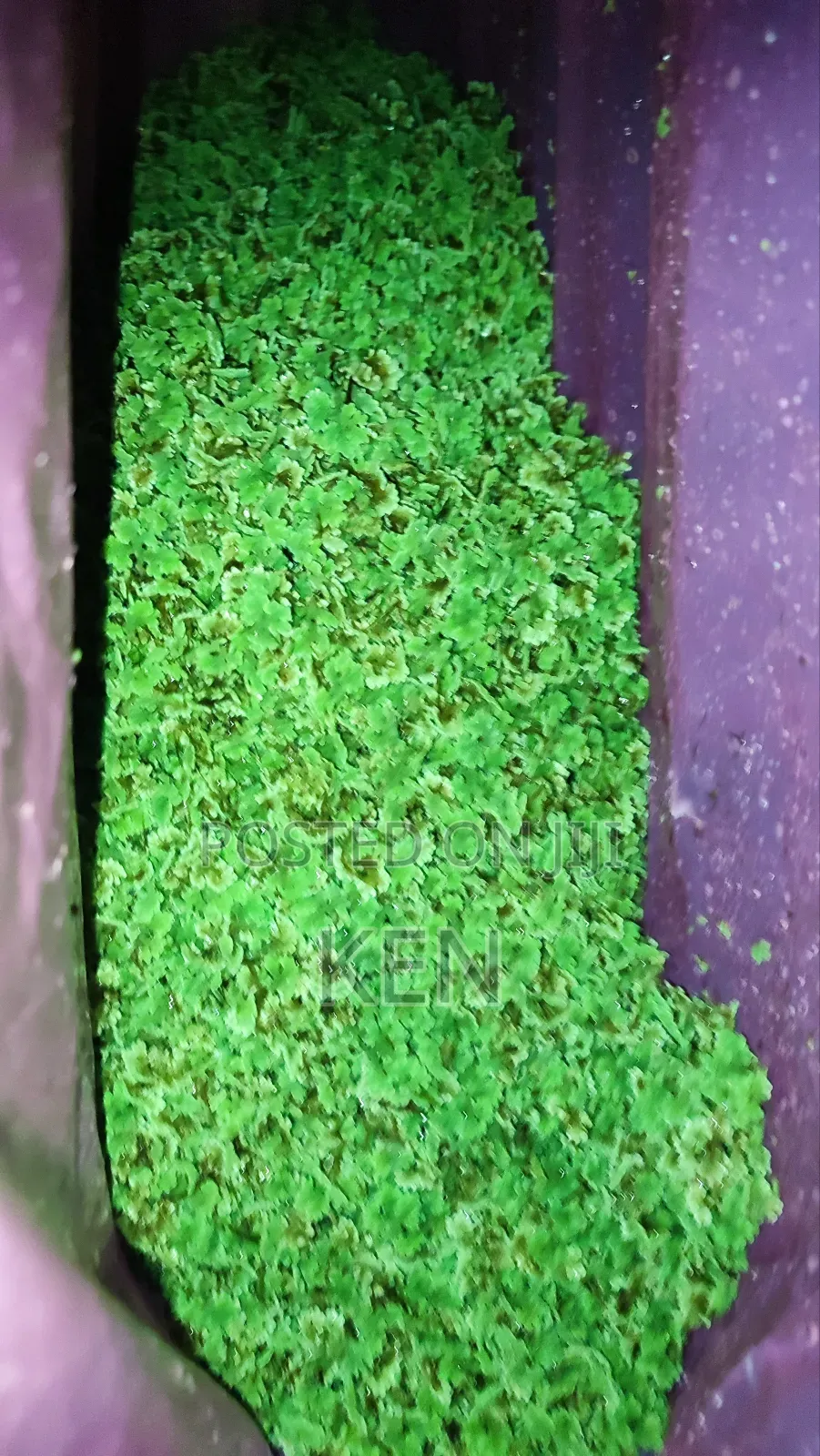 Azolla Protein Substitute