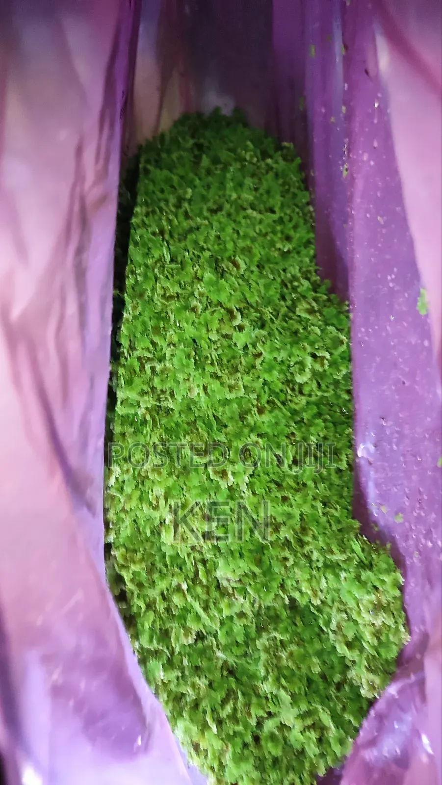Azolla Protein Substitute