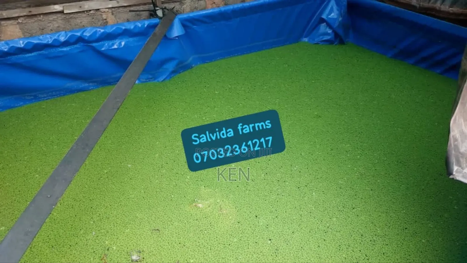 Azolla Protein Substitute