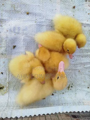 American Pekins Ducklings