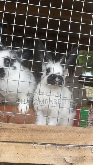 Pet Rabbit