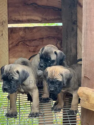 1-3 months Female Purebred Bullmastiff