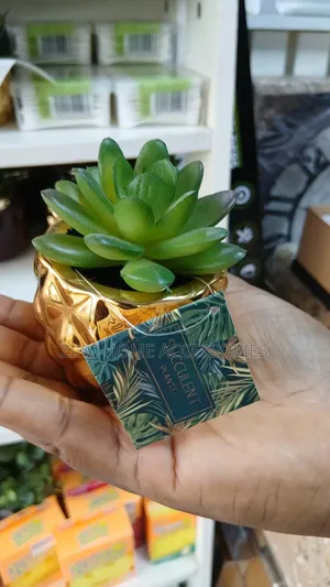 Succulent Plante