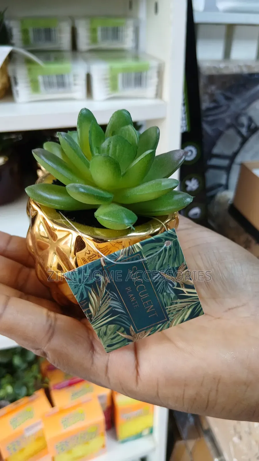 Succulent Plante