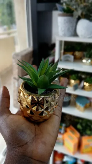 Succulent Plante