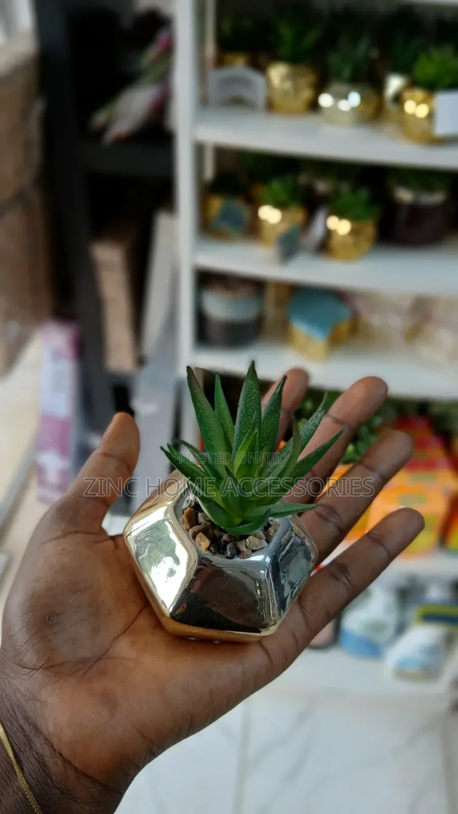Succulent Plante