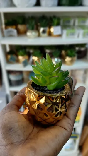 Succulent Plante