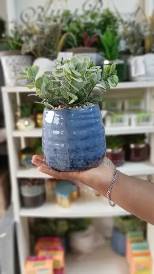 Eucalyptus in Natural Pot Flower