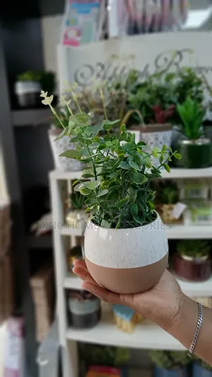 Eucalyptus in Natural Pot Flower