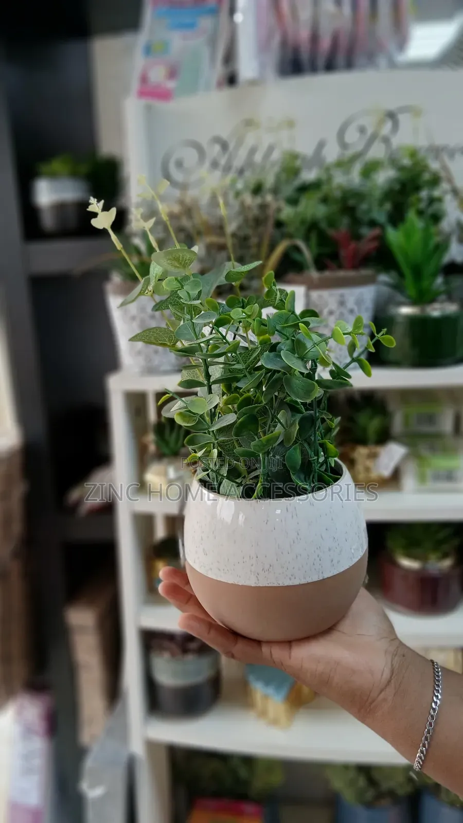 Eucalyptus in Natural Pot Flower