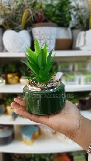 Succulent in Multicolour