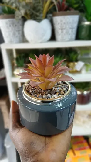 Succulent in Multicolour