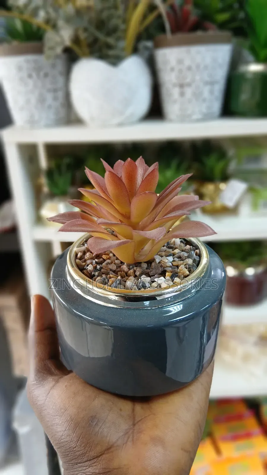 Succulent in Multicolour