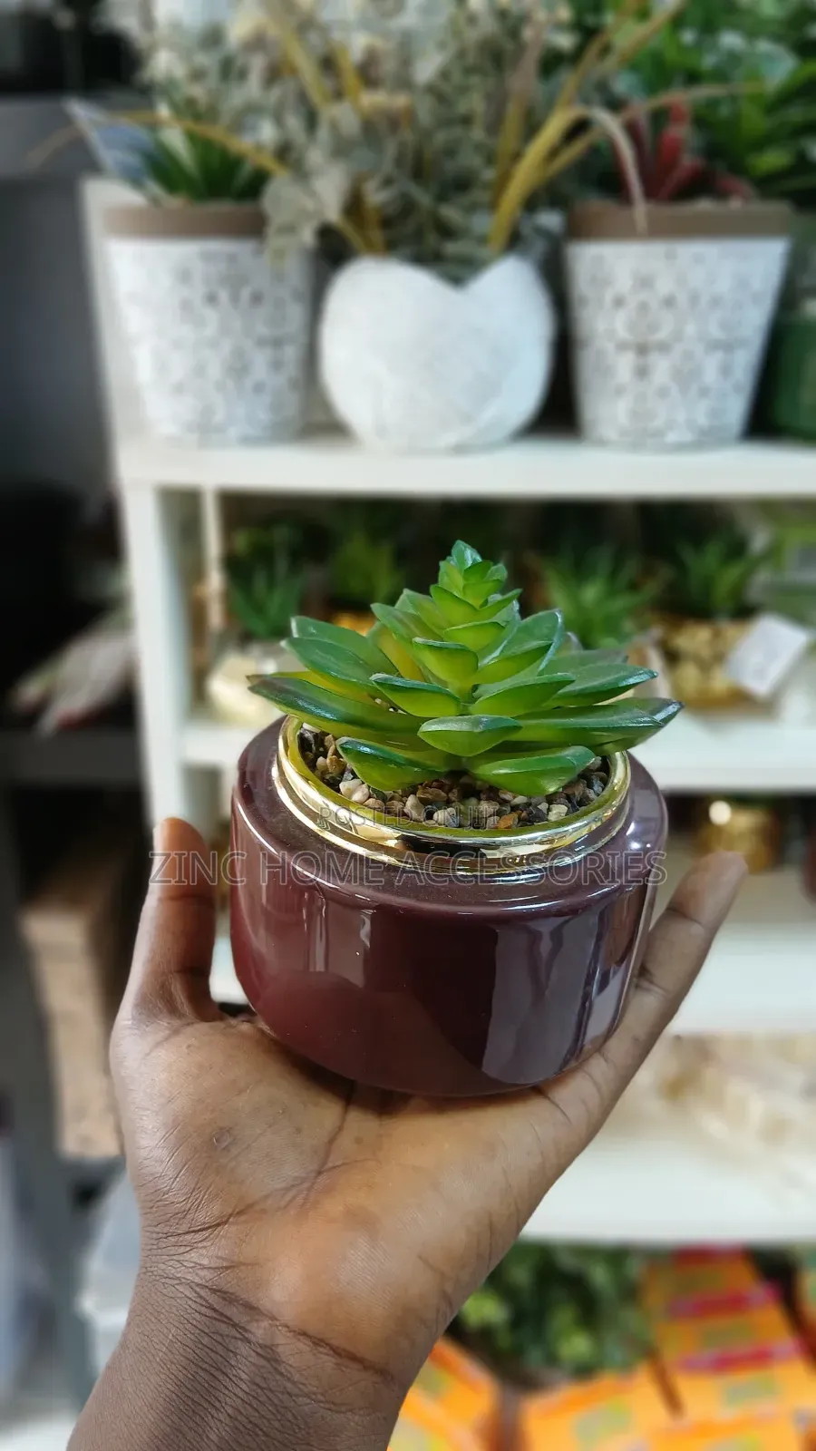 Succulent in Multicolour