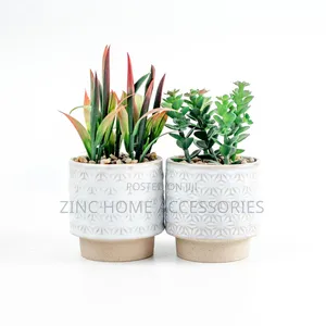 17cm Succulent in Pot Flower