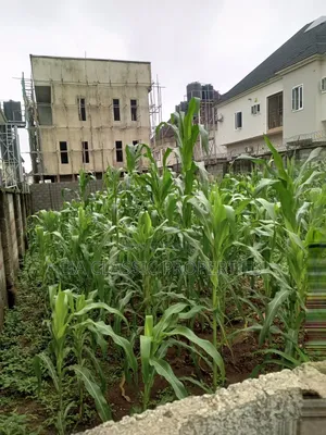 1254sqm Residential Land C of O Katempe Main
