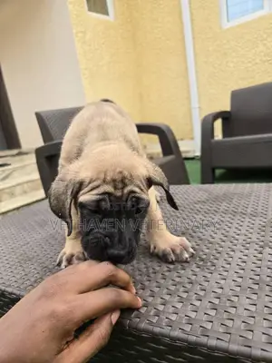 1-3 months Female Purebred Boerboel