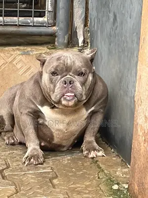 1+ year Female Purebred American Bully