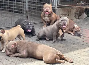 1+ year Female Purebred American Bully