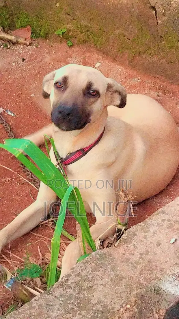 Old Boerboel My Boerboel Is Too Friendly Boerboel Mastiff Boerboel